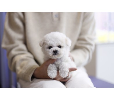 미니비숑분양합니다(10만원부터)