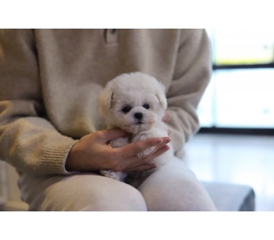 미니비숑분양합니다(10만원부터)