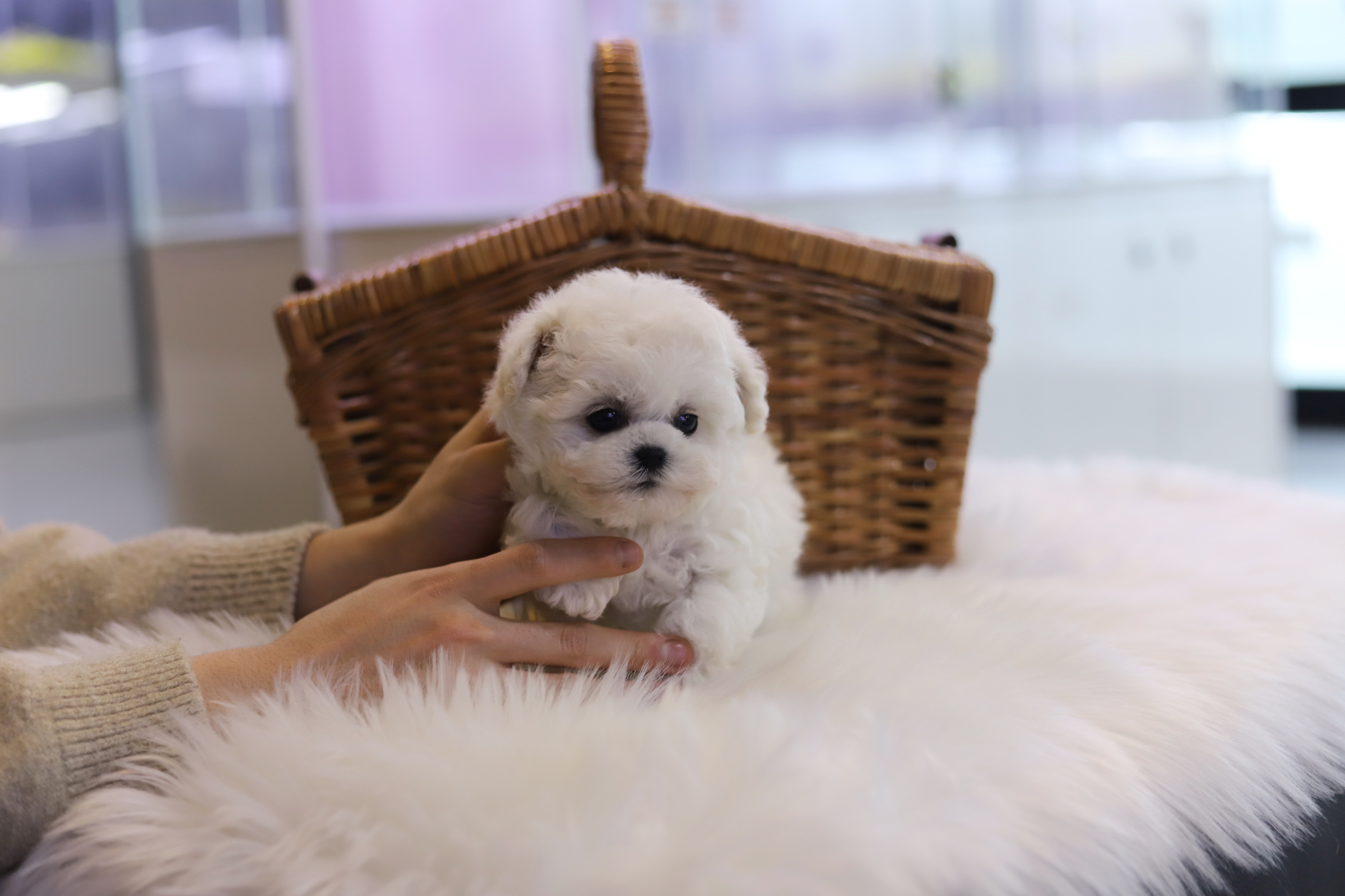 미니비숑분양합니다(10만원부터)