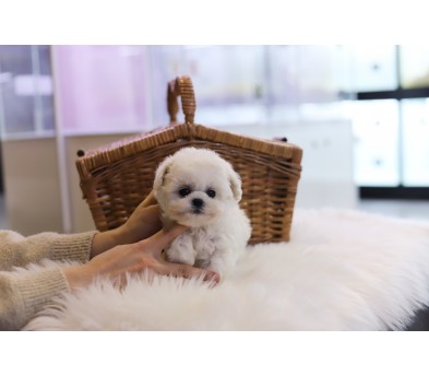 미니비숑분양합니다(10만원부터)