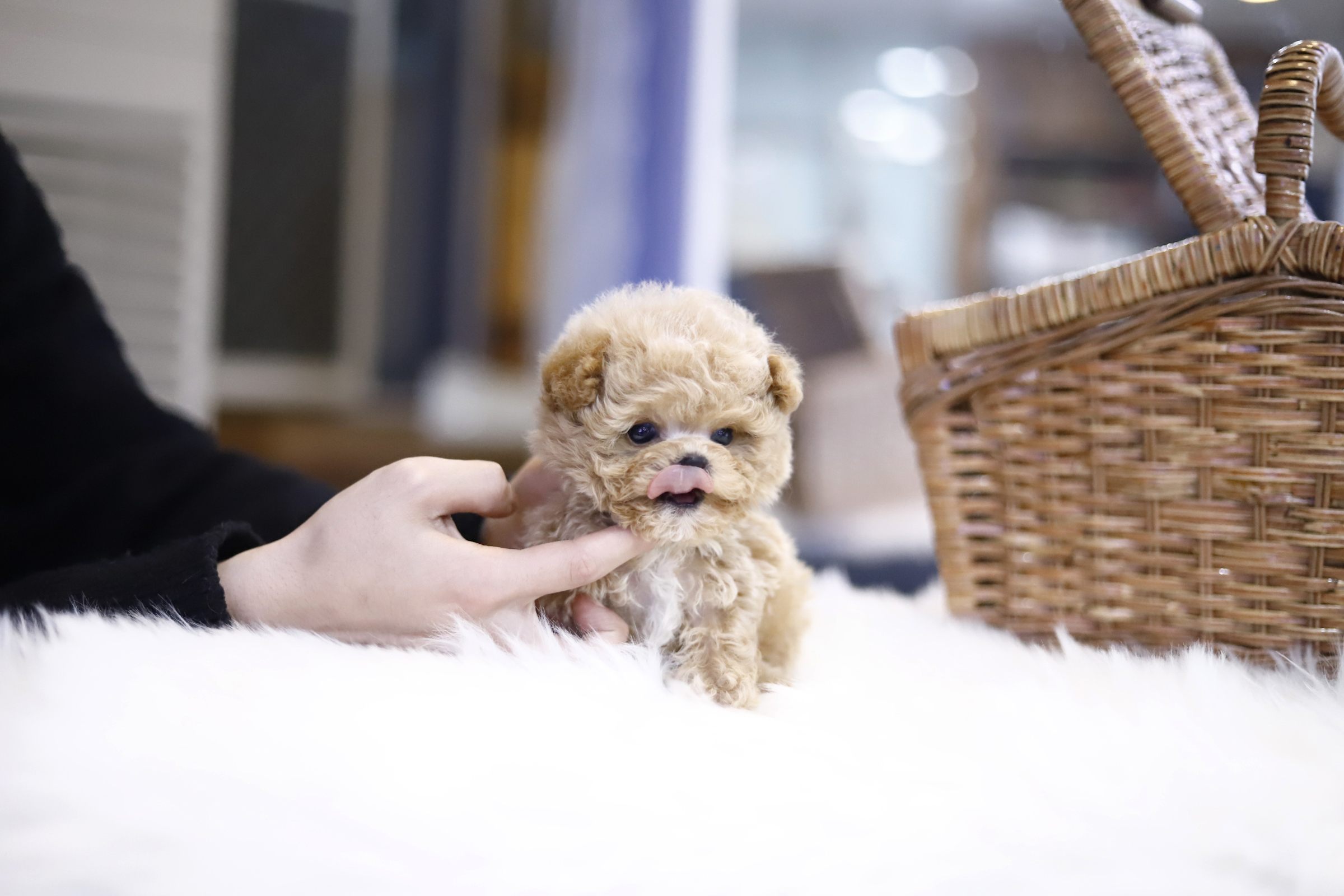 토이푸들분양(10만원부터)