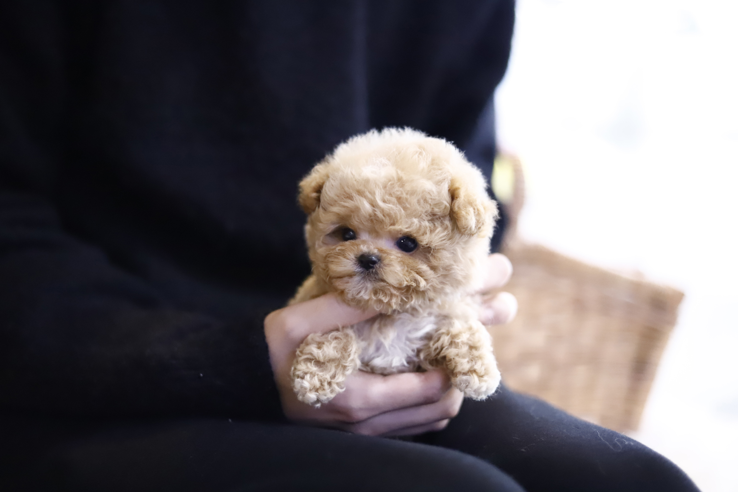 토이푸들분양(10만원부터)