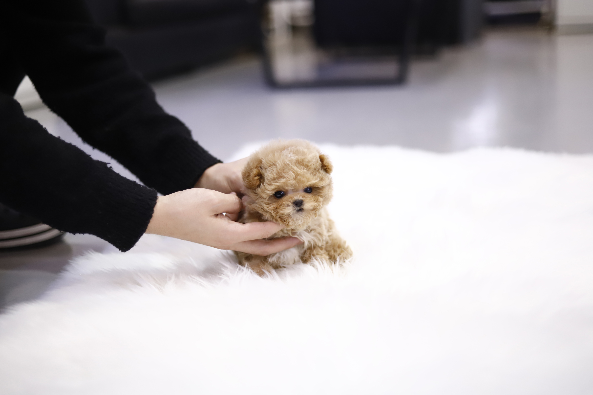 토이푸들분양(10만원부터)