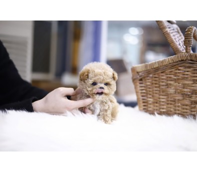 토이푸들분양(10만원부터)