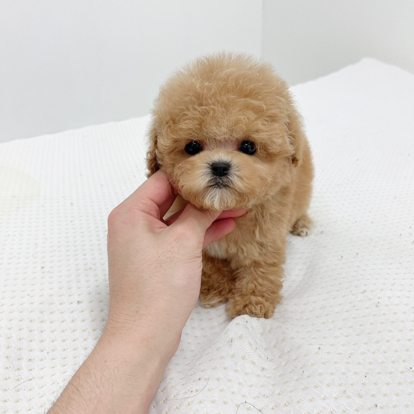 토이푸들분양(10만원부터)