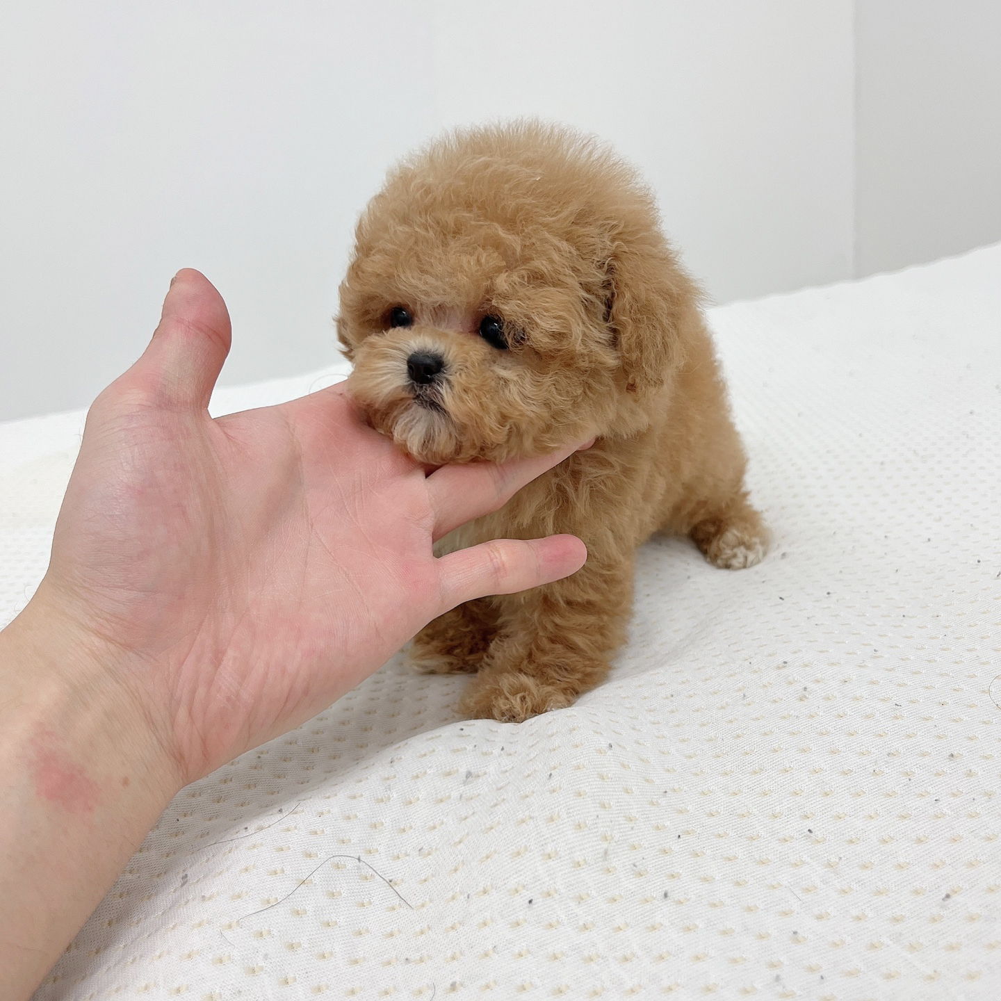 토이푸들분양(10만원부터)