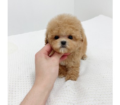 토이푸들분양(10만원부터)