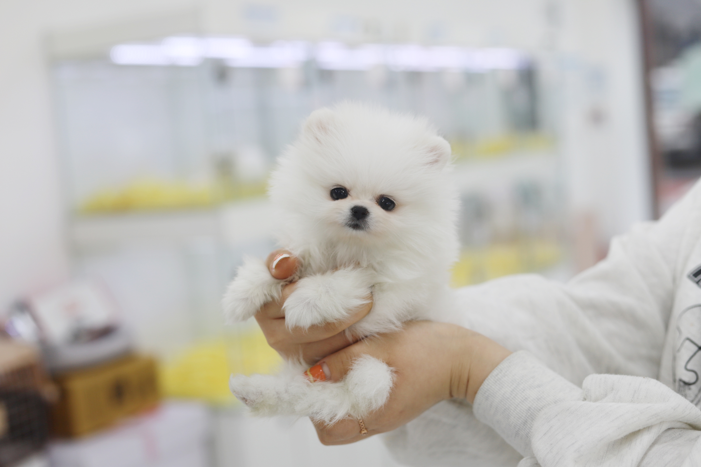 포메라니안분양(20만원부터)