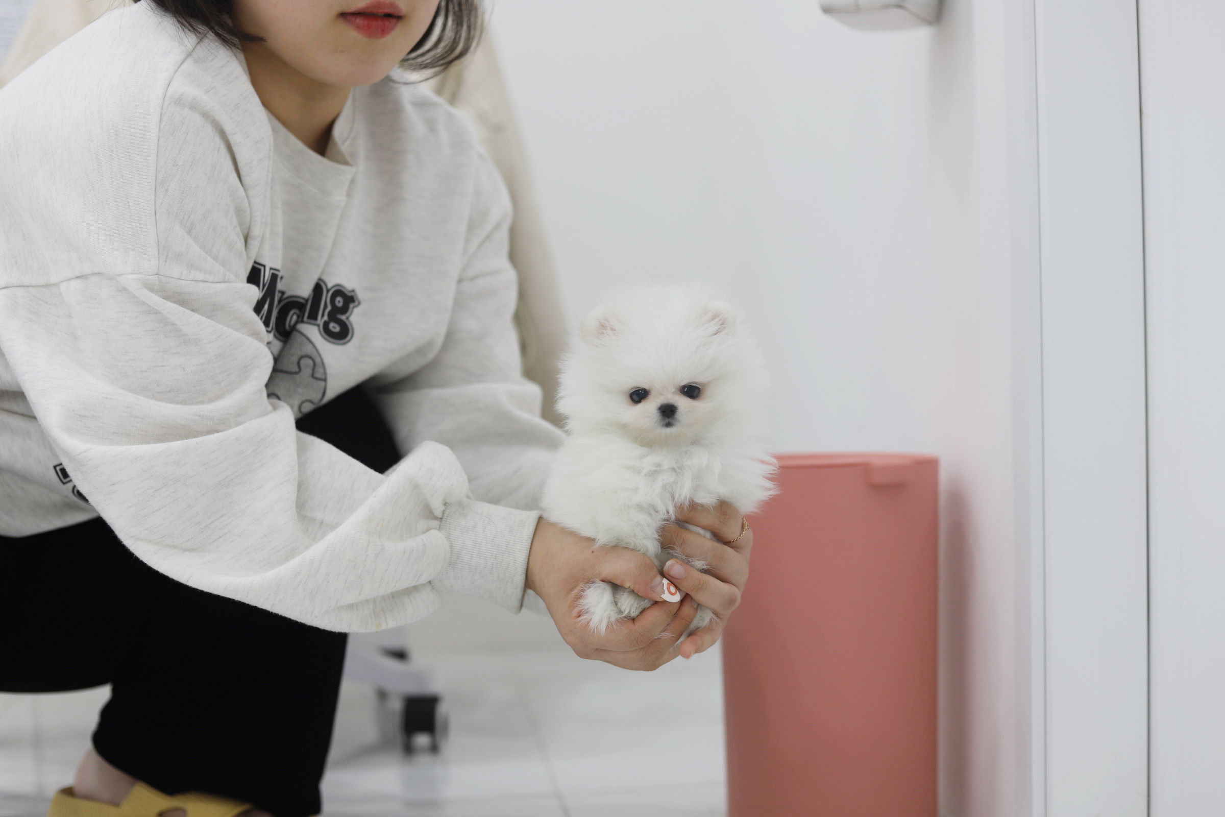 포메라니안분양(20만원부터)