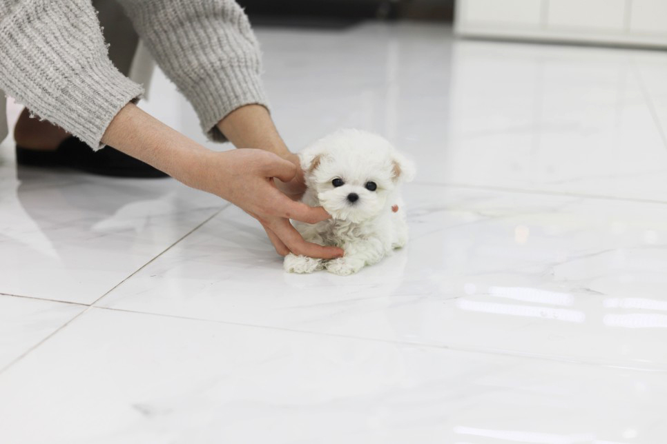 미니비숑분양합니다(10만원부터)