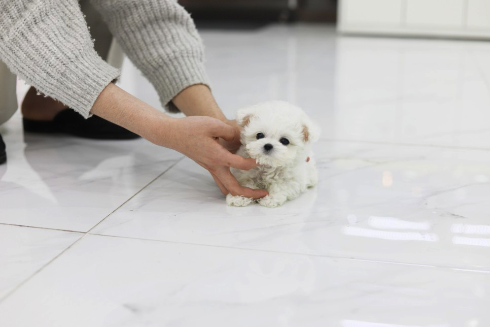 미니비숑분양합니다(10만원부터)