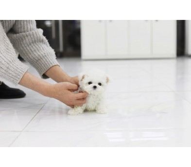 미니비숑분양합니다(10만원부터)