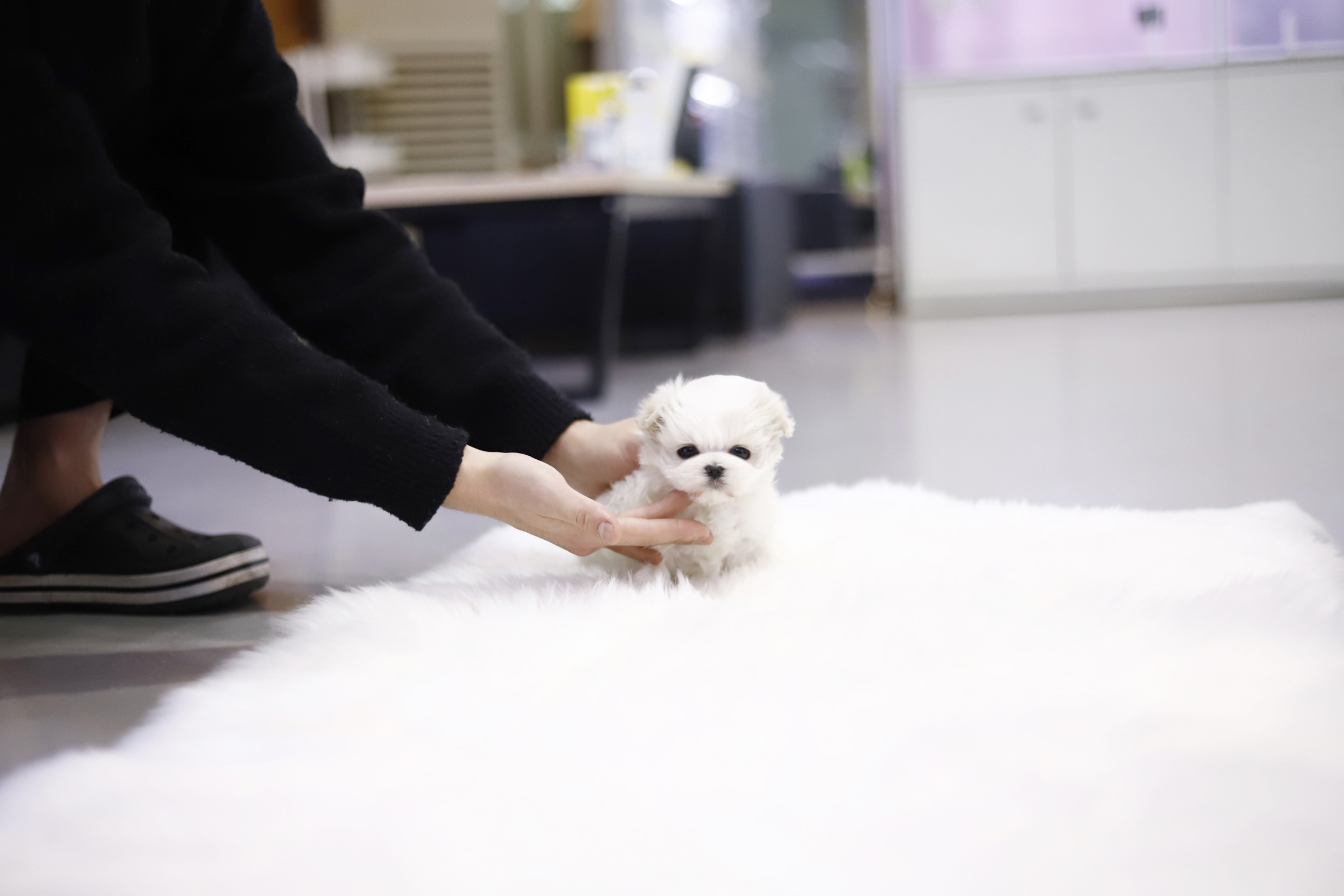 말티즈분양(10만원부터)