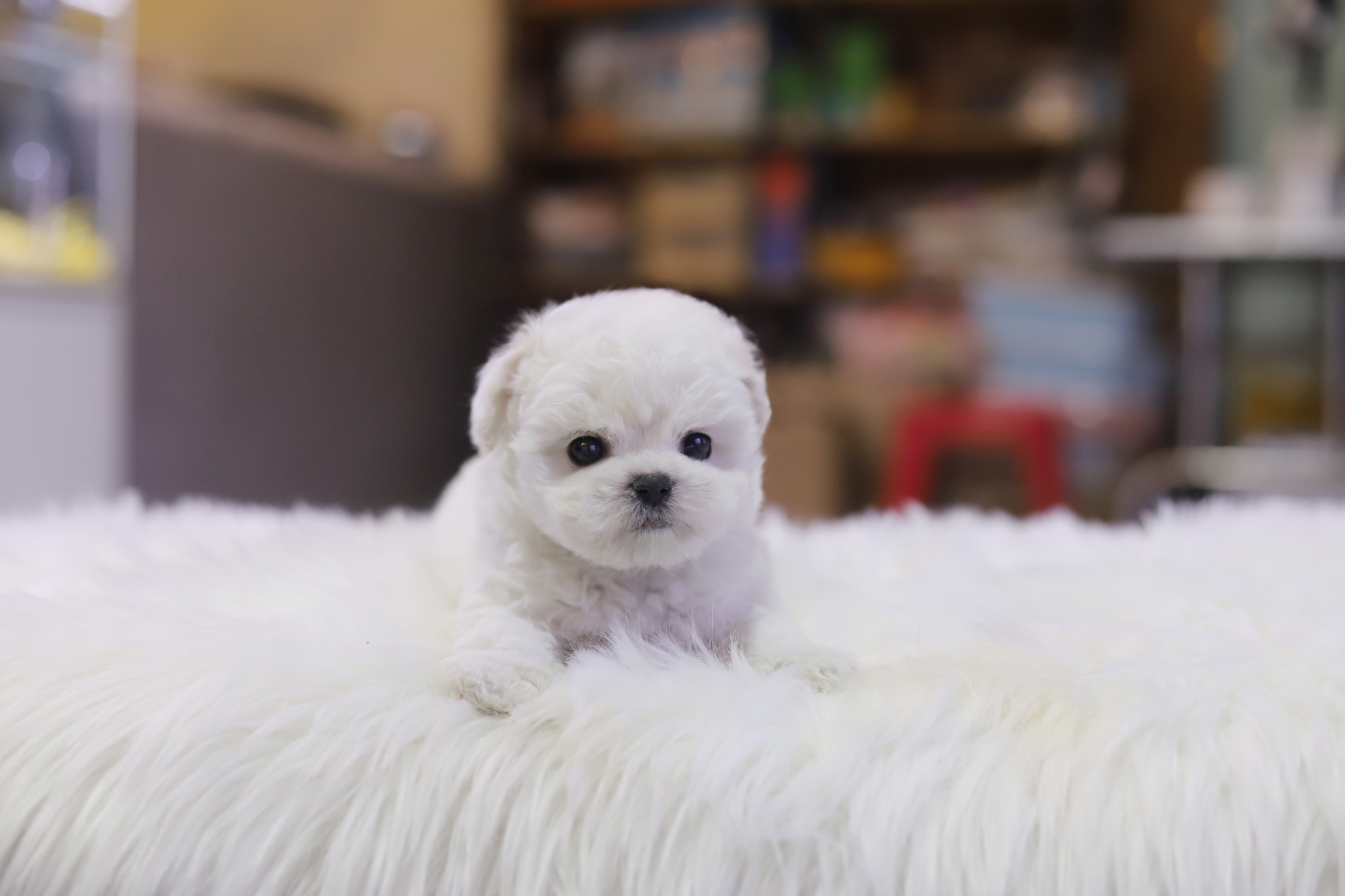 미니비숑분양합니다(10만원부터)