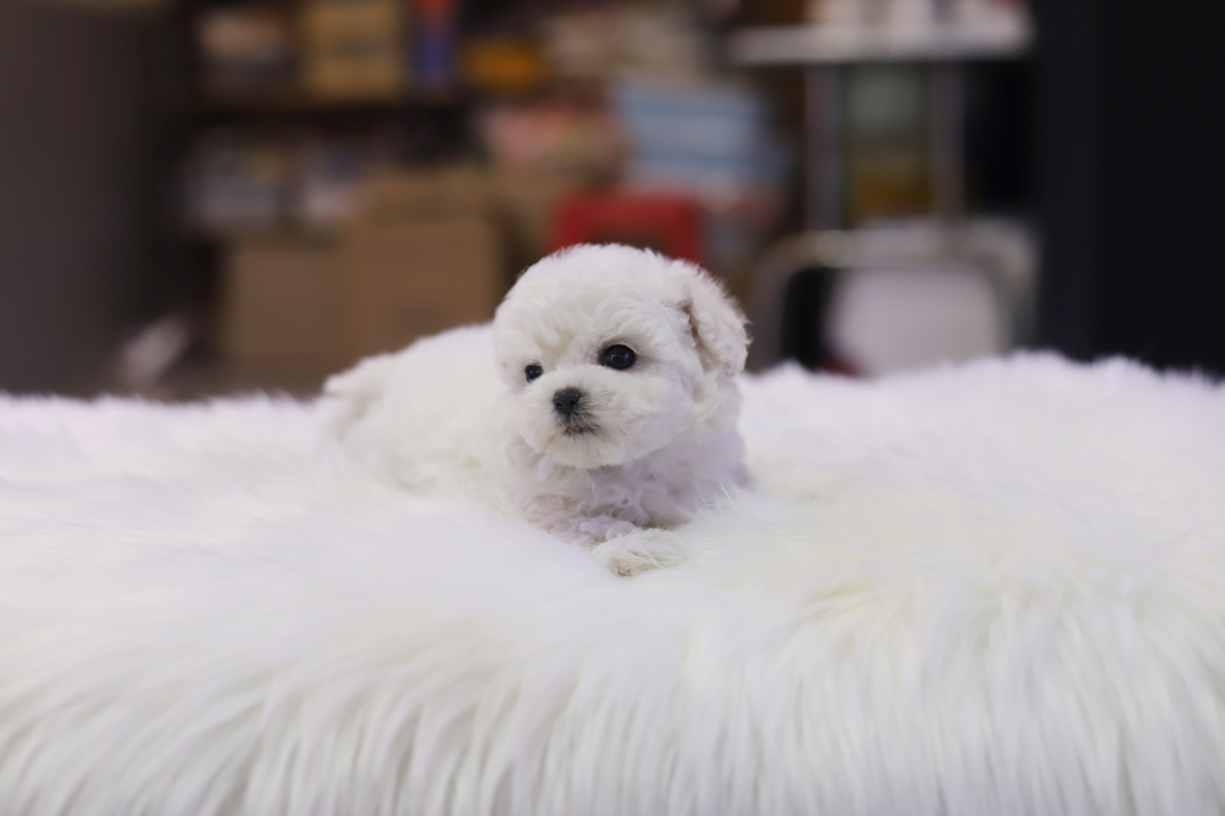 미니비숑분양합니다(10만원부터)