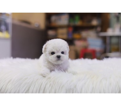 미니비숑분양합니다(10만원부터)