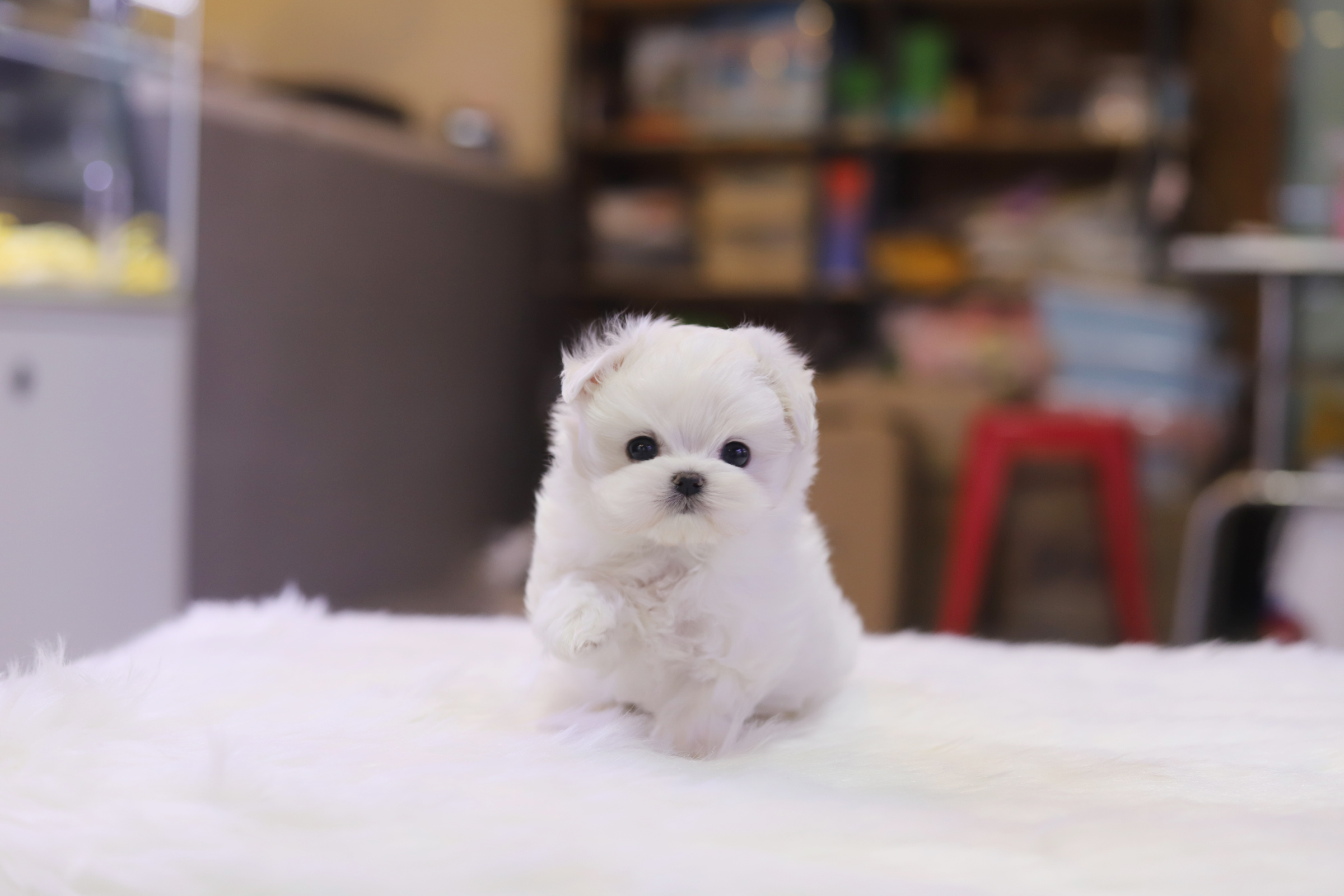 말티즈분양(10만원부터)