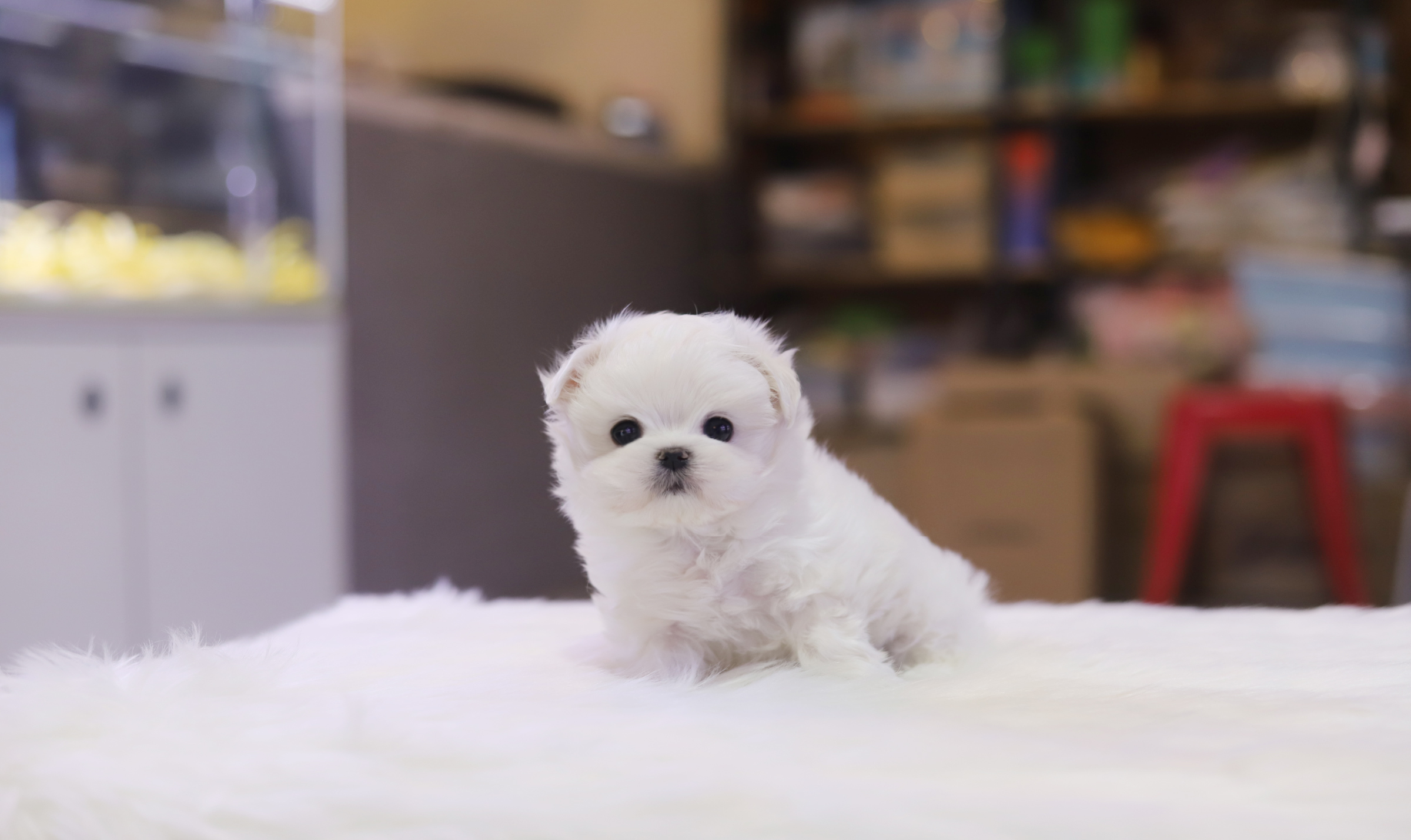 말티즈분양(10만원부터)