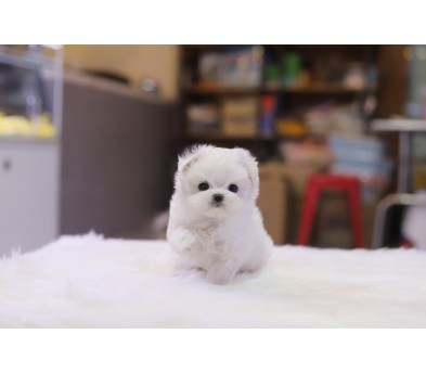 말티즈분양(10만원부터)