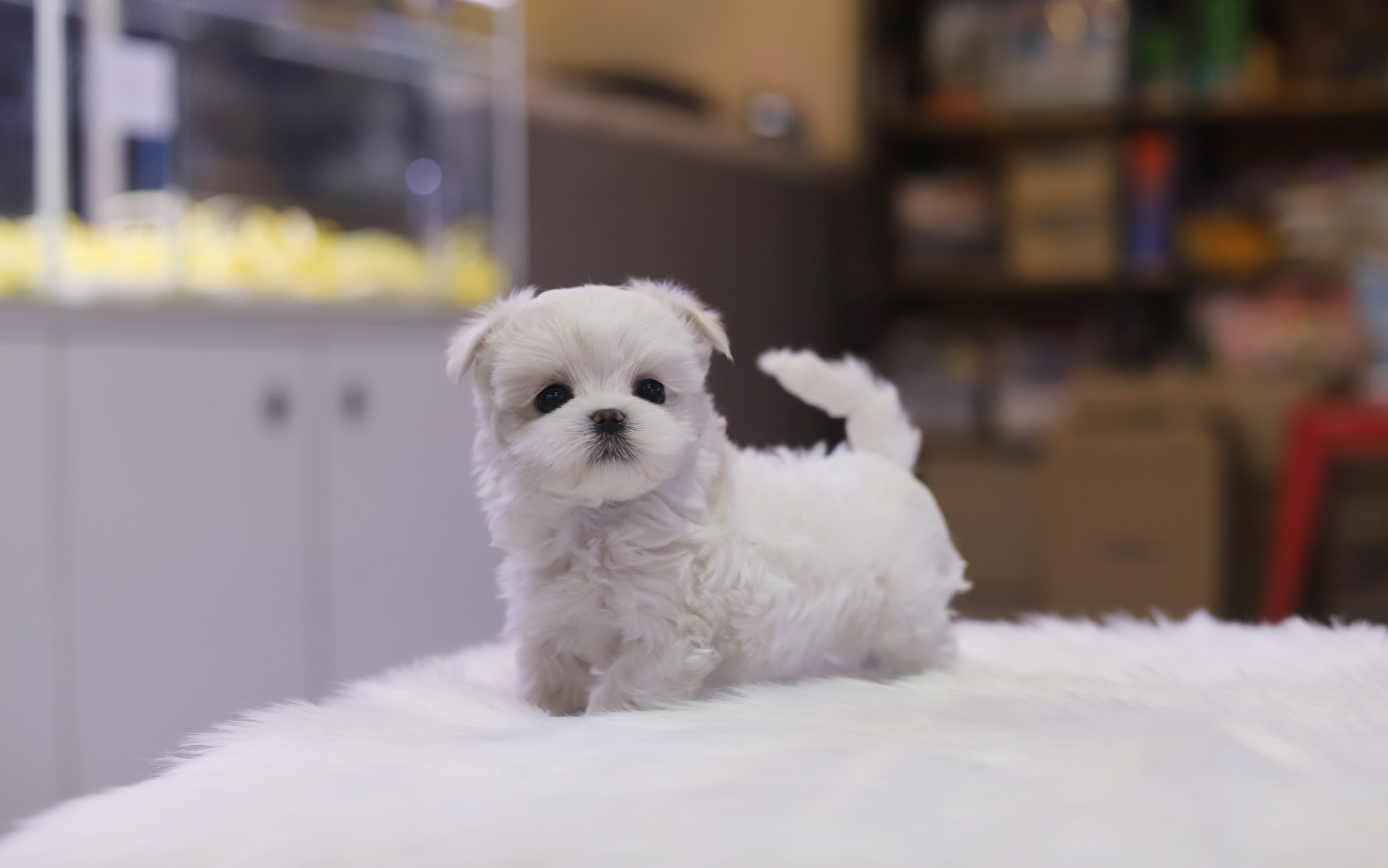 말티즈분양(10만원부터)