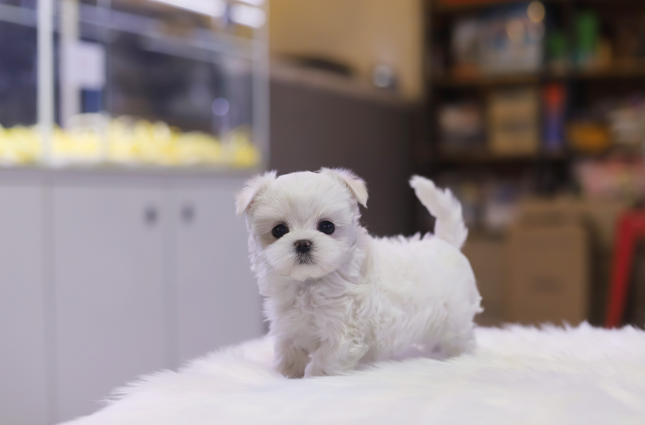 말티즈분양(10만원부터)