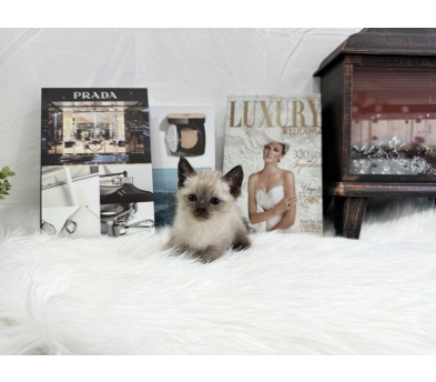 샴분양합니다 왕자님