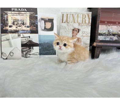 브리티쉬숏헤어 분양합니다