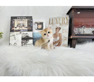 브리티쉬숏헤어 분양합니다