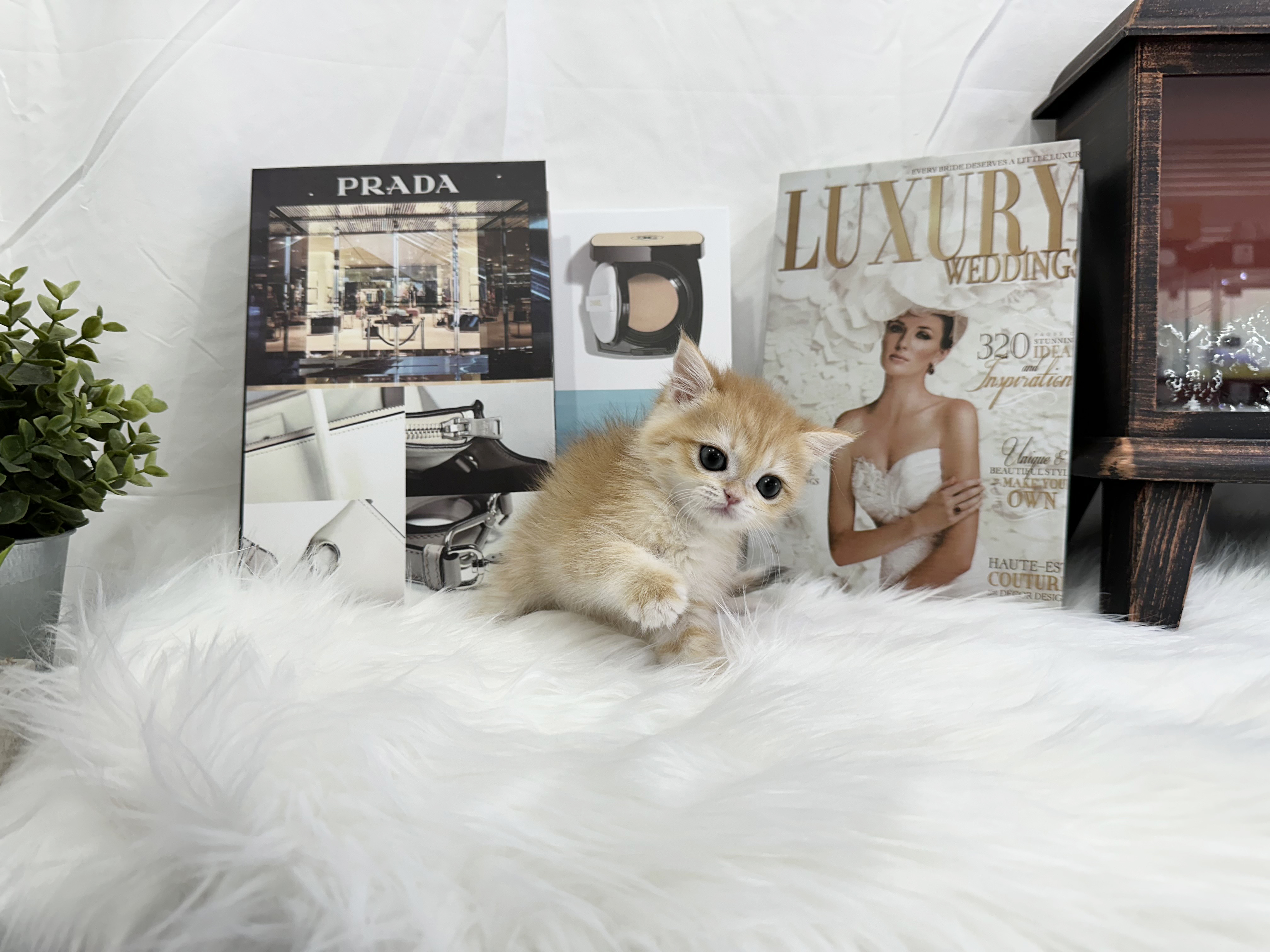 브리티쉬숏헤어 분양합니다