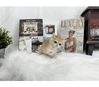 브리티쉬숏헤어 분양합니다