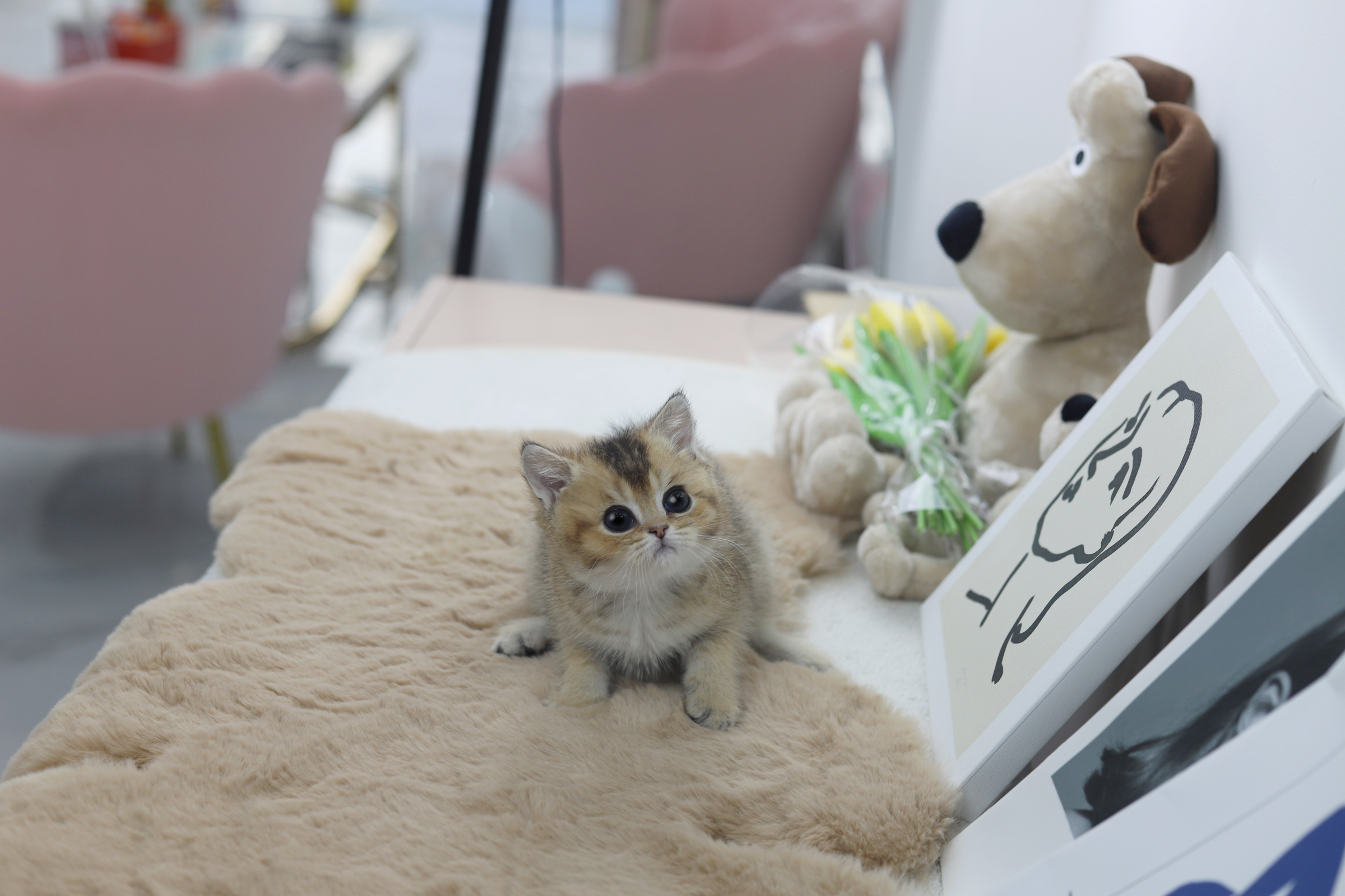 브리티쉬숏헤어 분양합니다