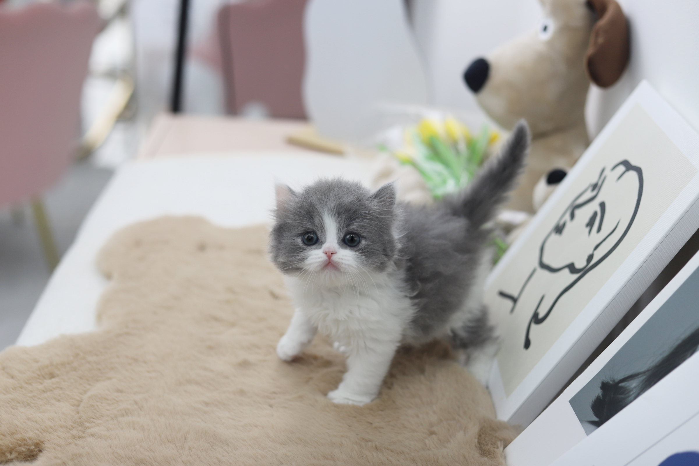 브리티쉬숏헤어분양