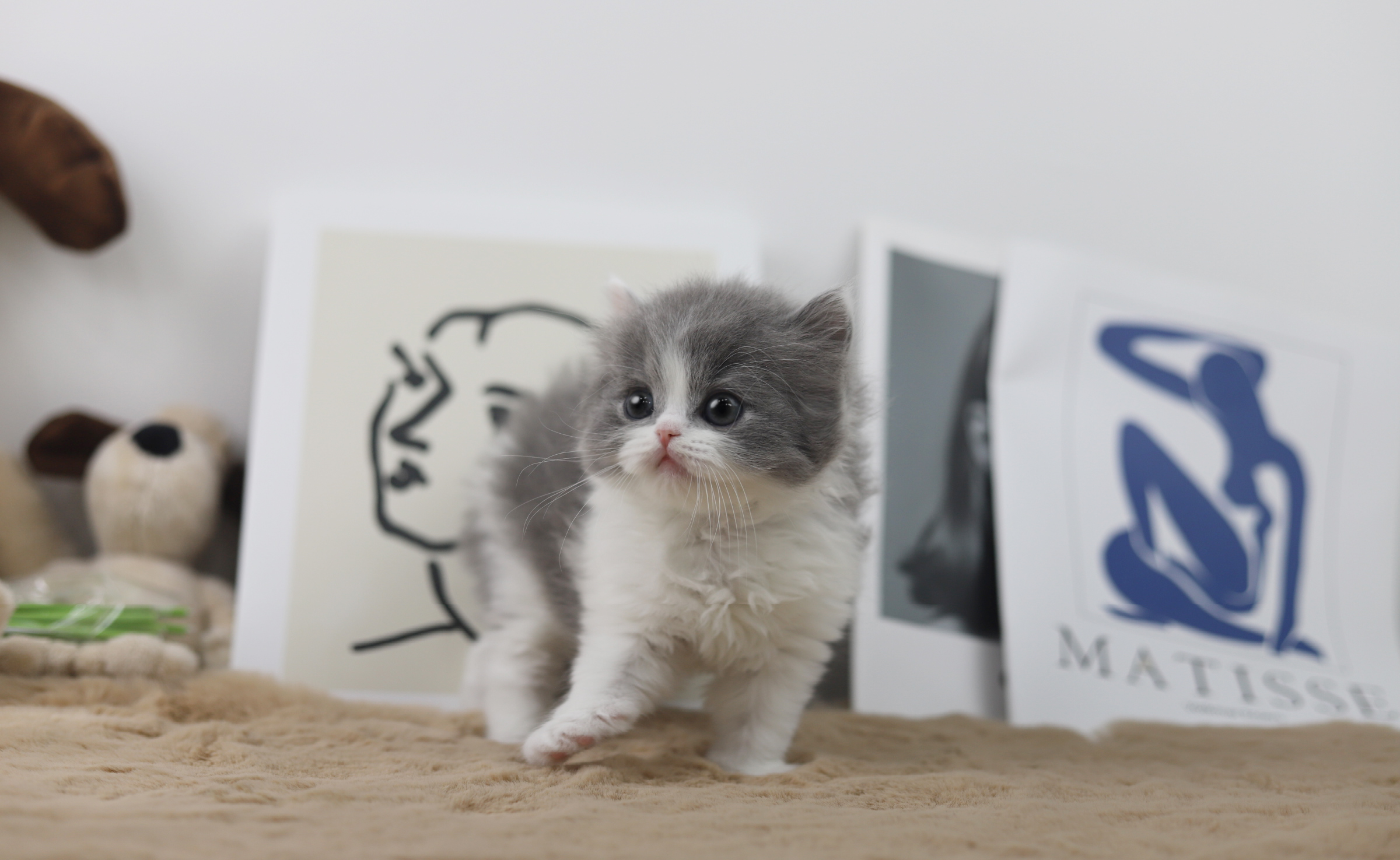 브리티쉬숏헤어분양