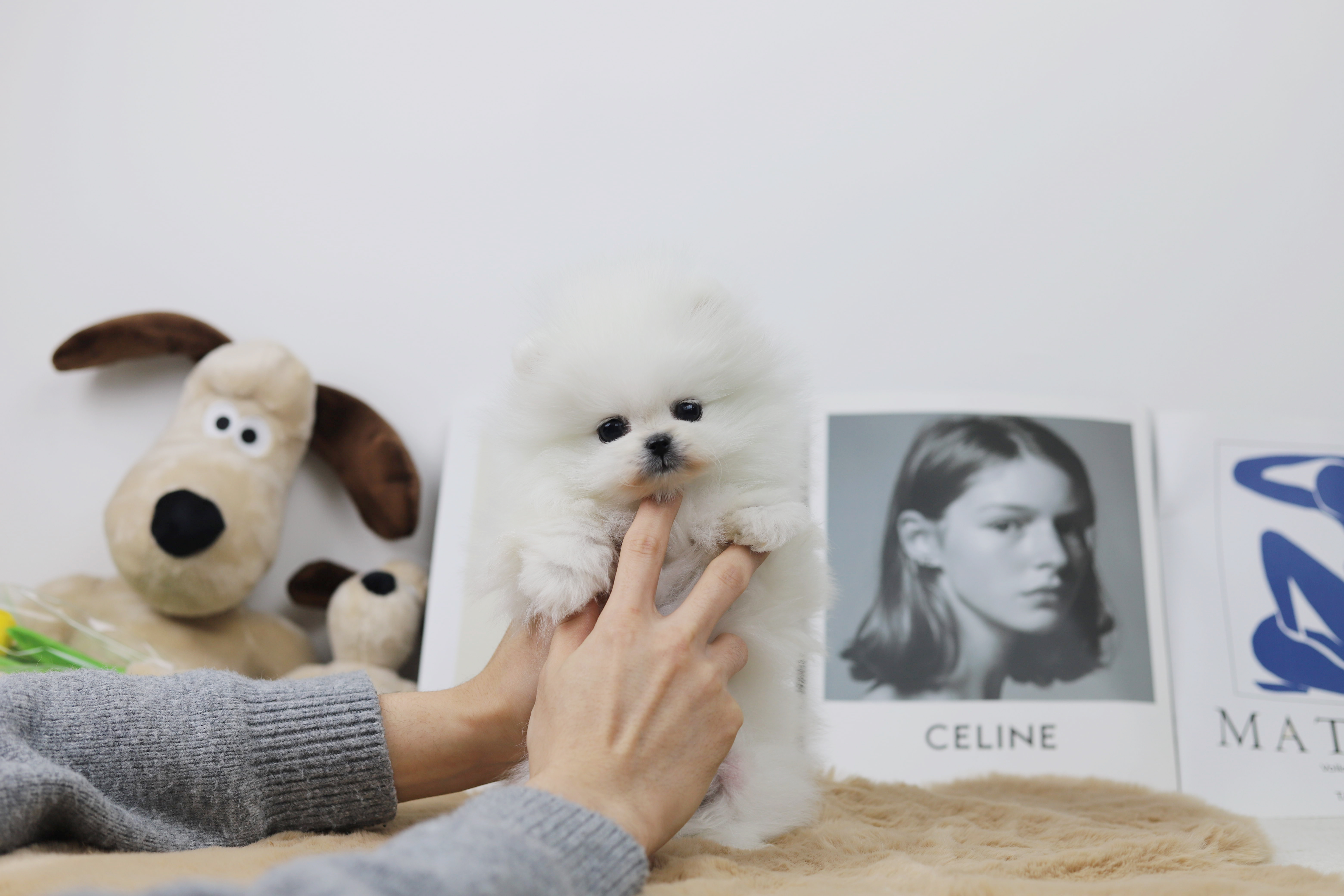 포메라니안분양(20만원부터)