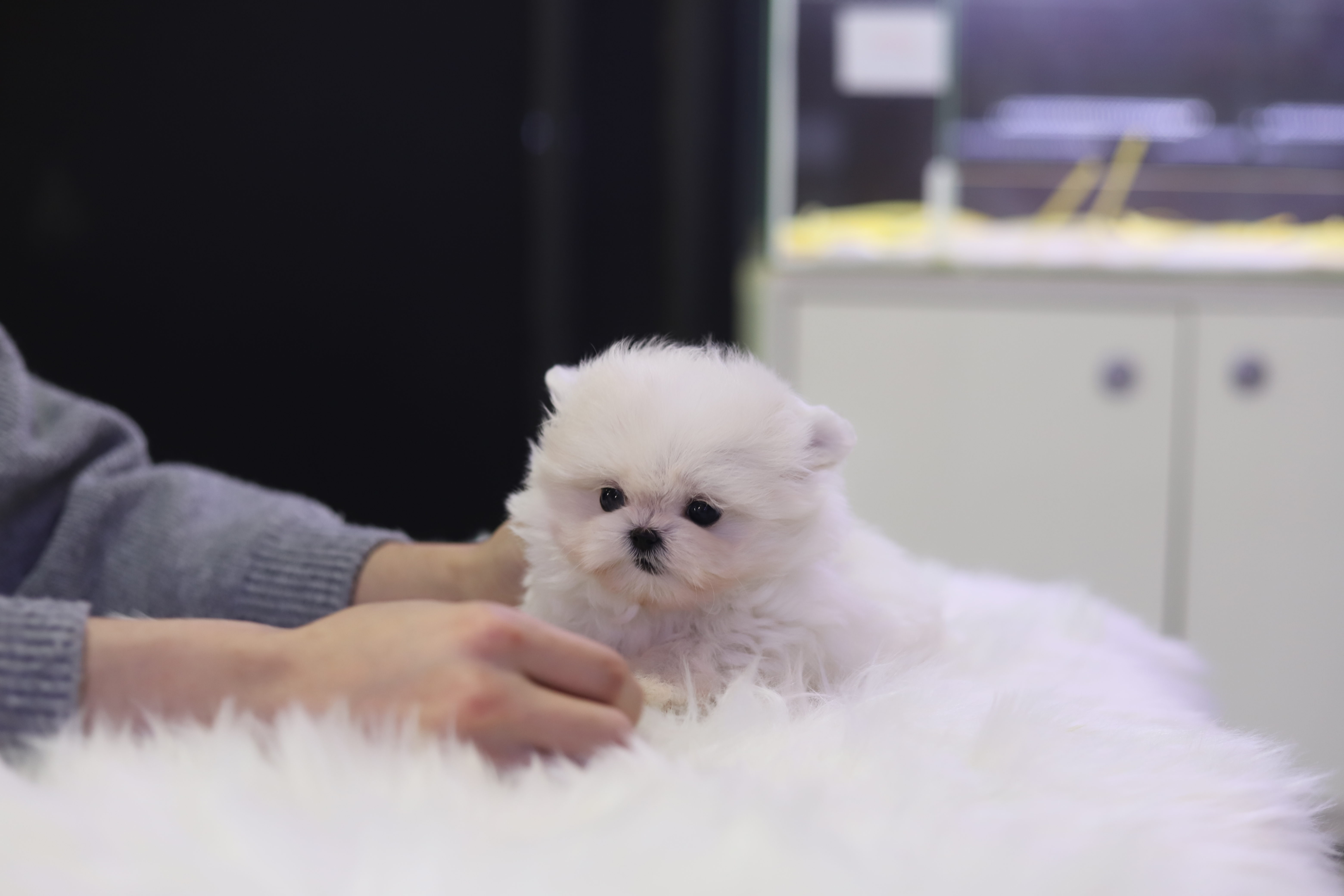 말티폼 분양합니다