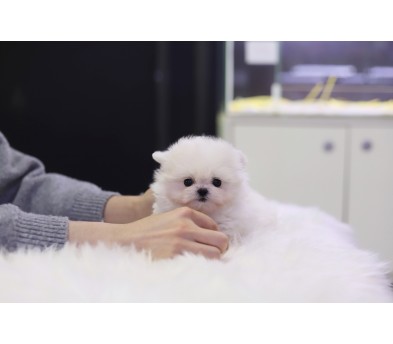 말티폼 분양합니다