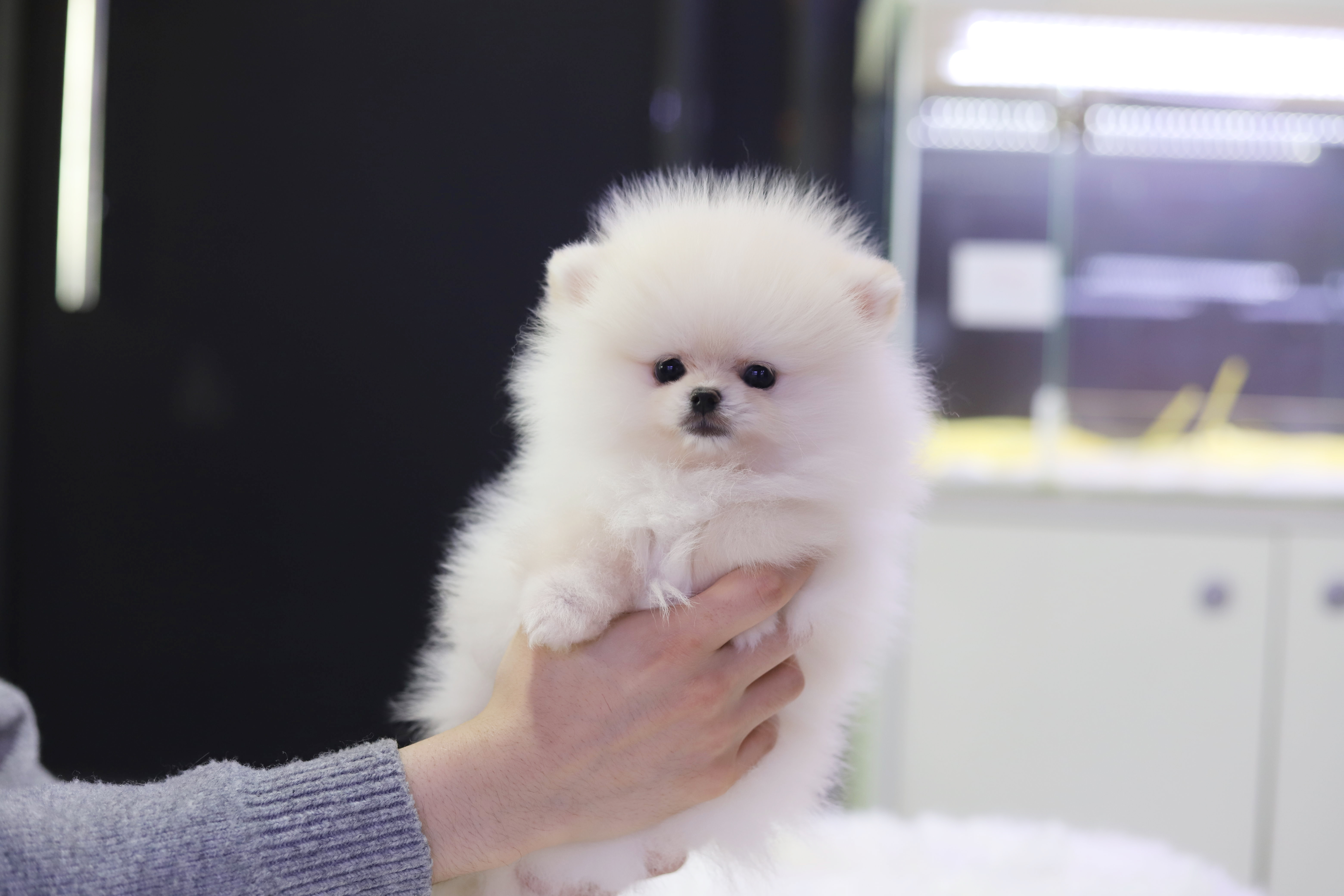 포메라니안분양(20만원부터)