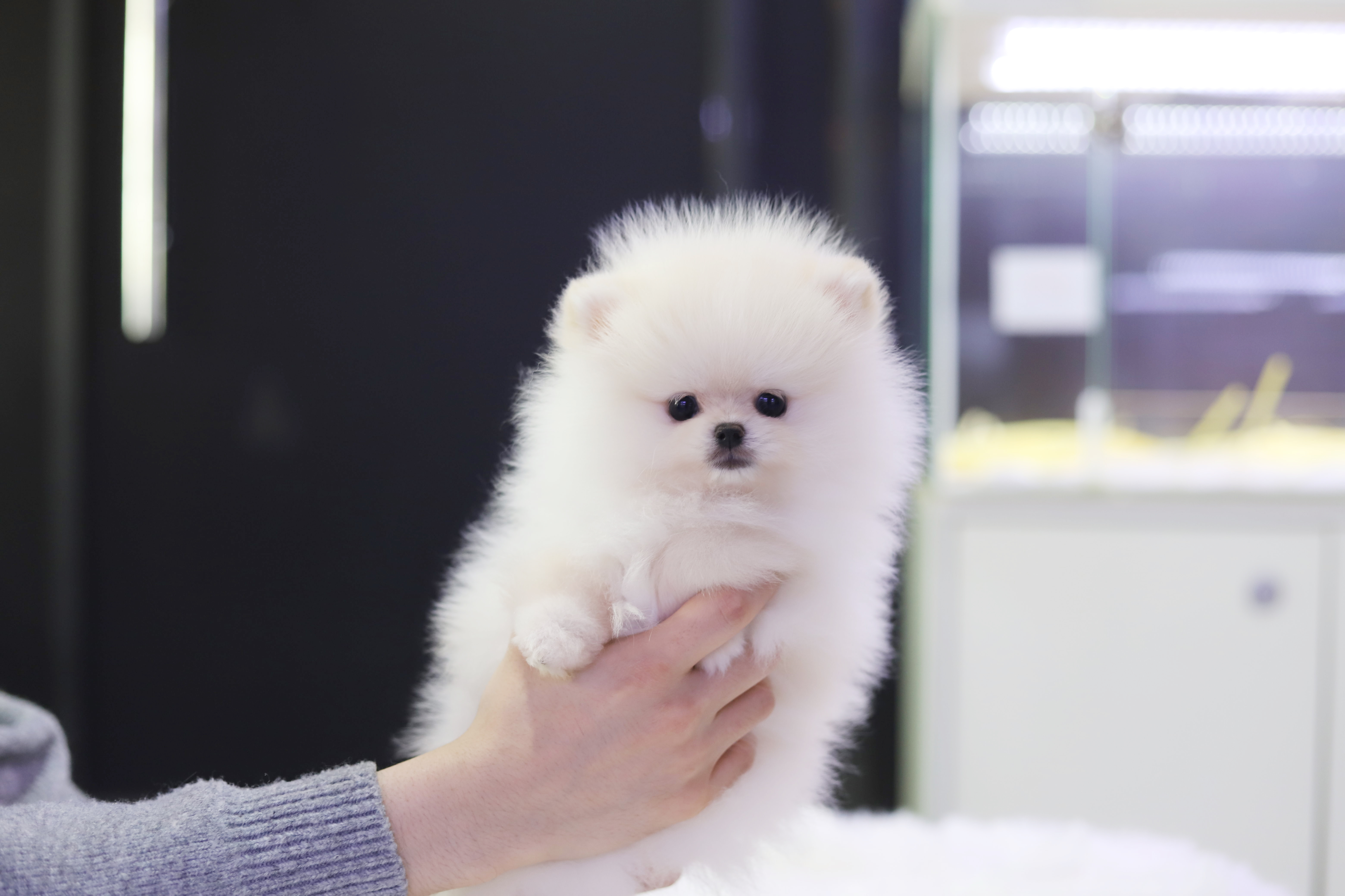 포메라니안분양(20만원부터)