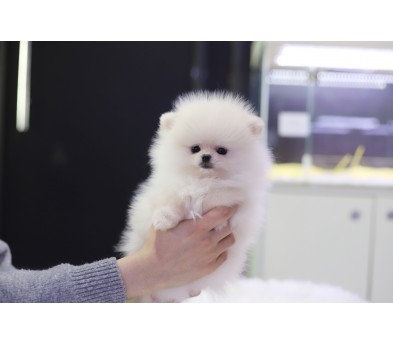 포메라니안분양(20만원부터)