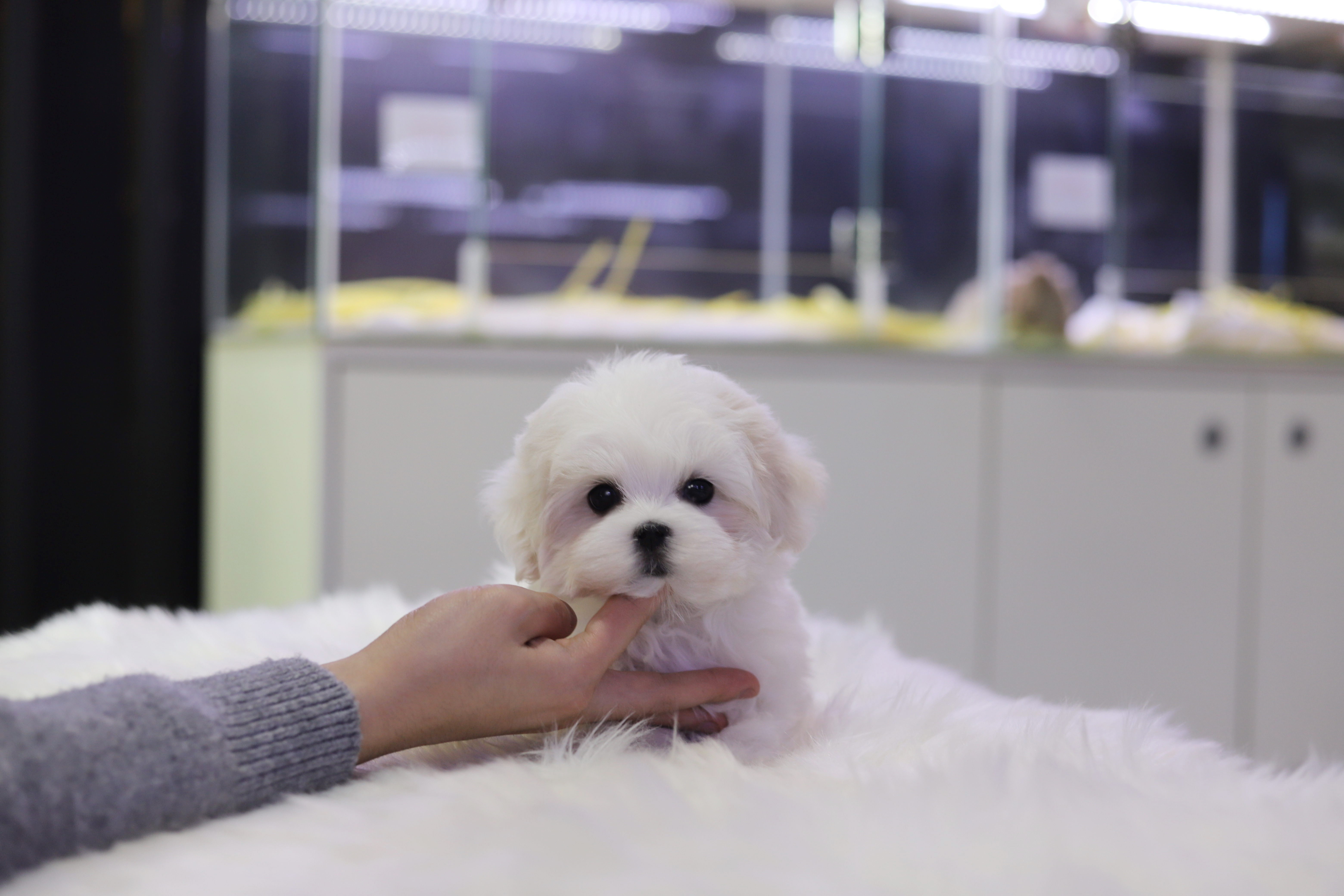 말티즈분양(10만원부터)