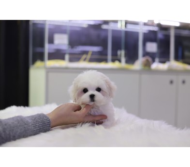 말티즈분양(10만원부터)