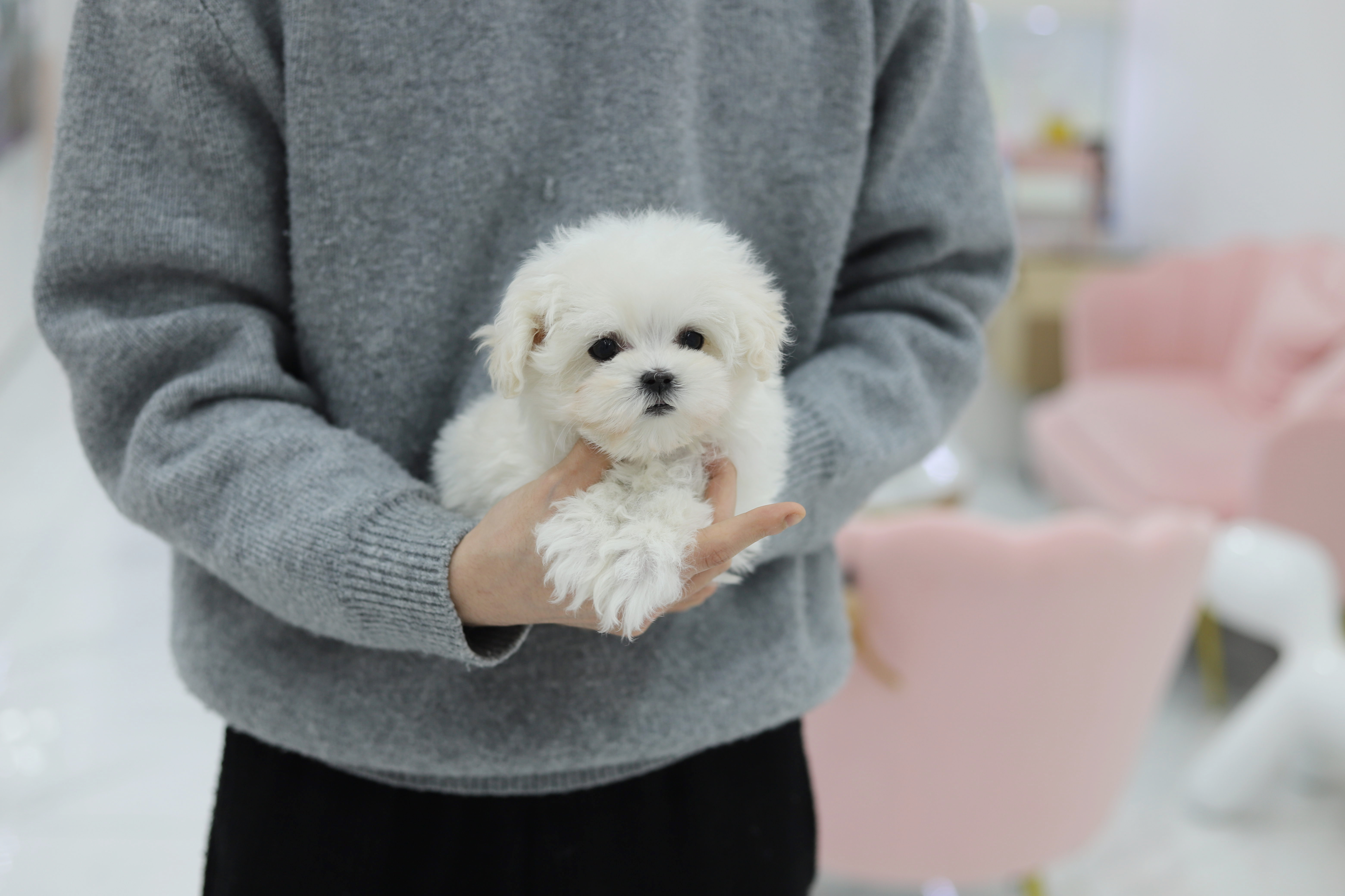 말티즈분양(10만원부터)