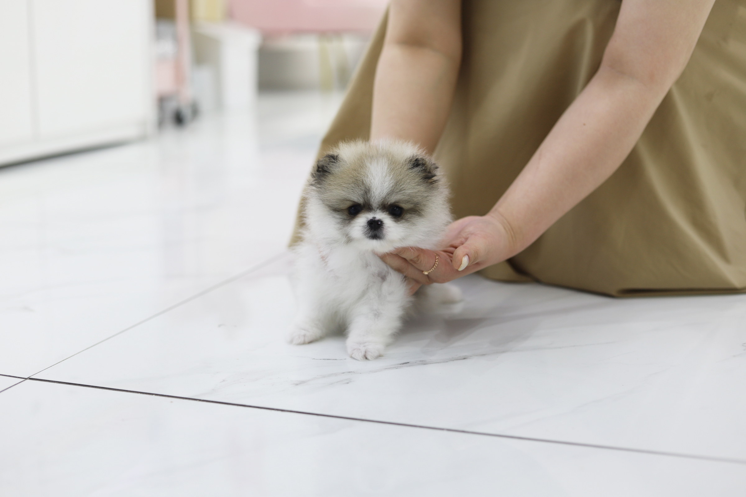 포메라니안분양(20만원부터)