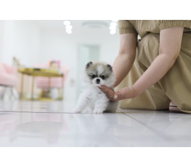 포메라니안분양(20만원부터)