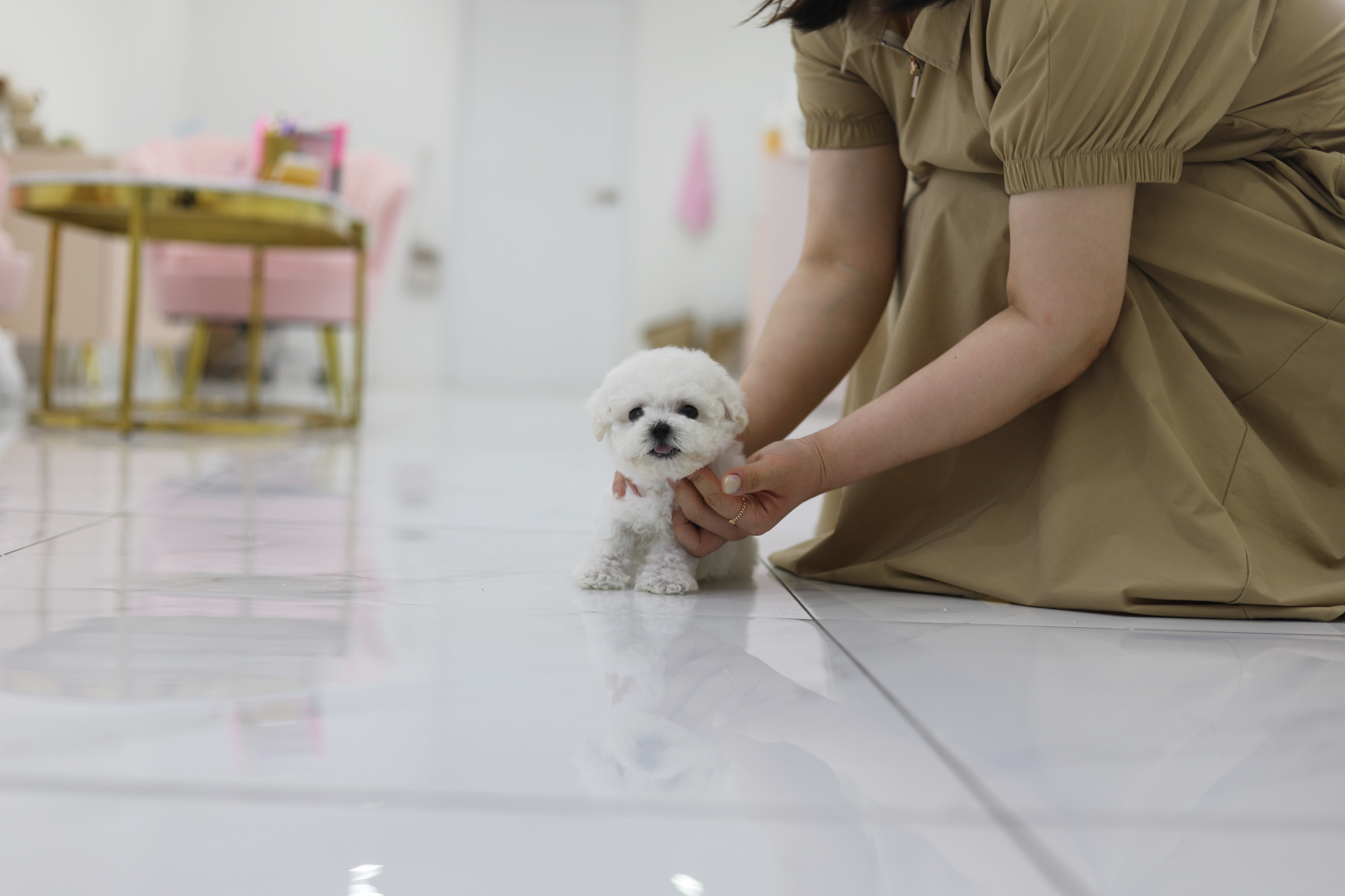 미니비숑분양합니다(10만원부터)