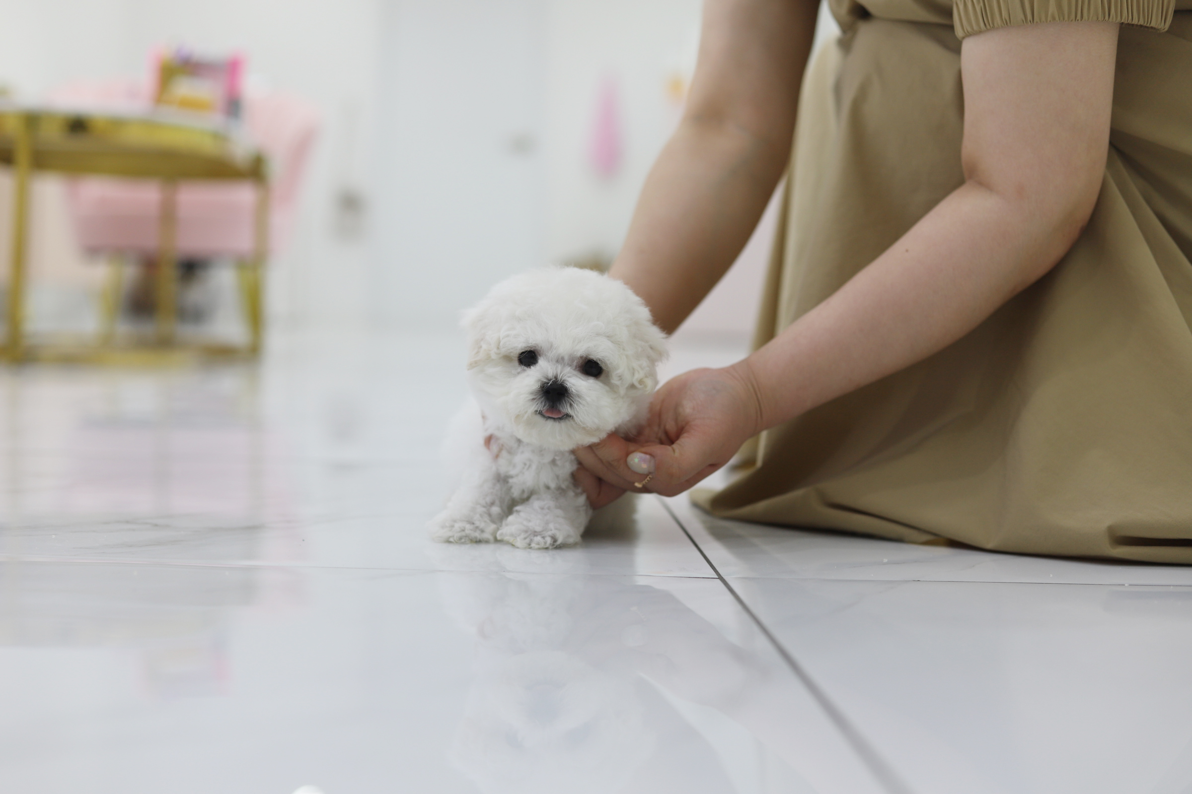 미니비숑분양합니다(10만원부터)