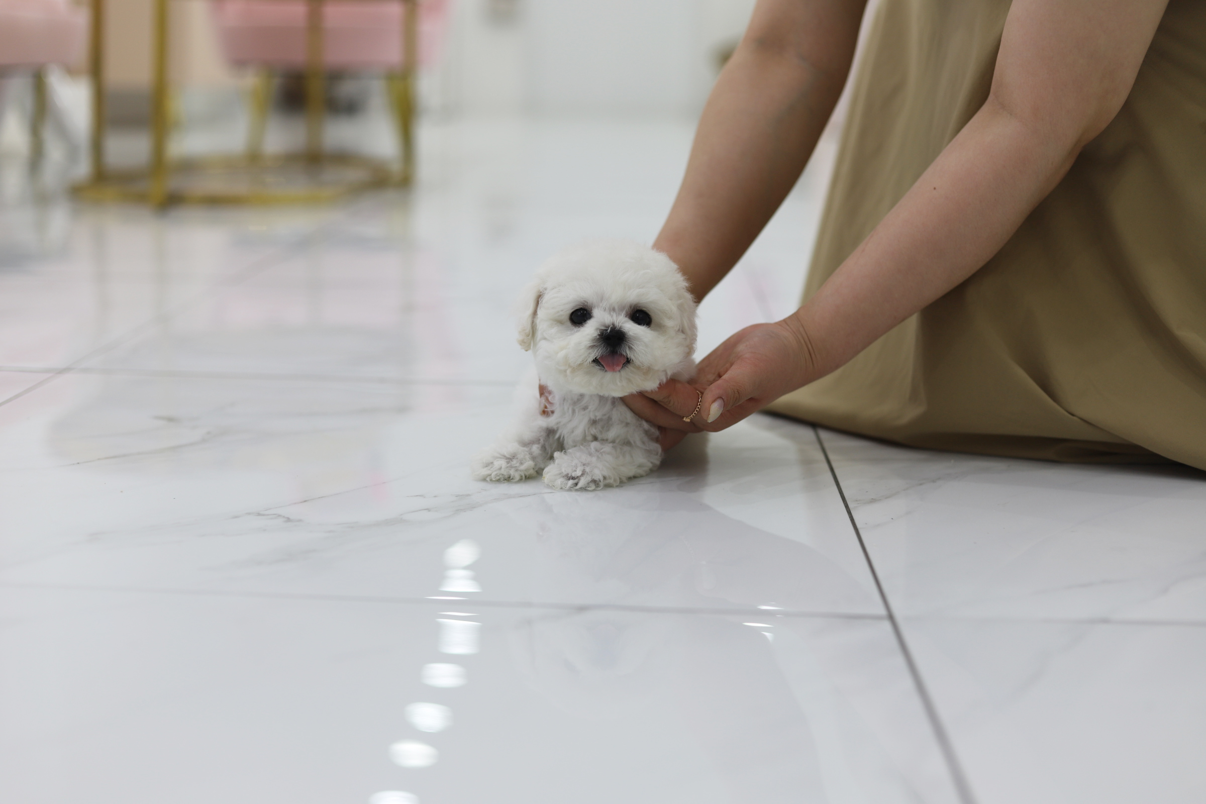 미니비숑분양합니다(10만원부터)