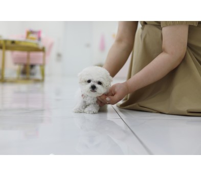 미니비숑분양합니다(10만원부터)