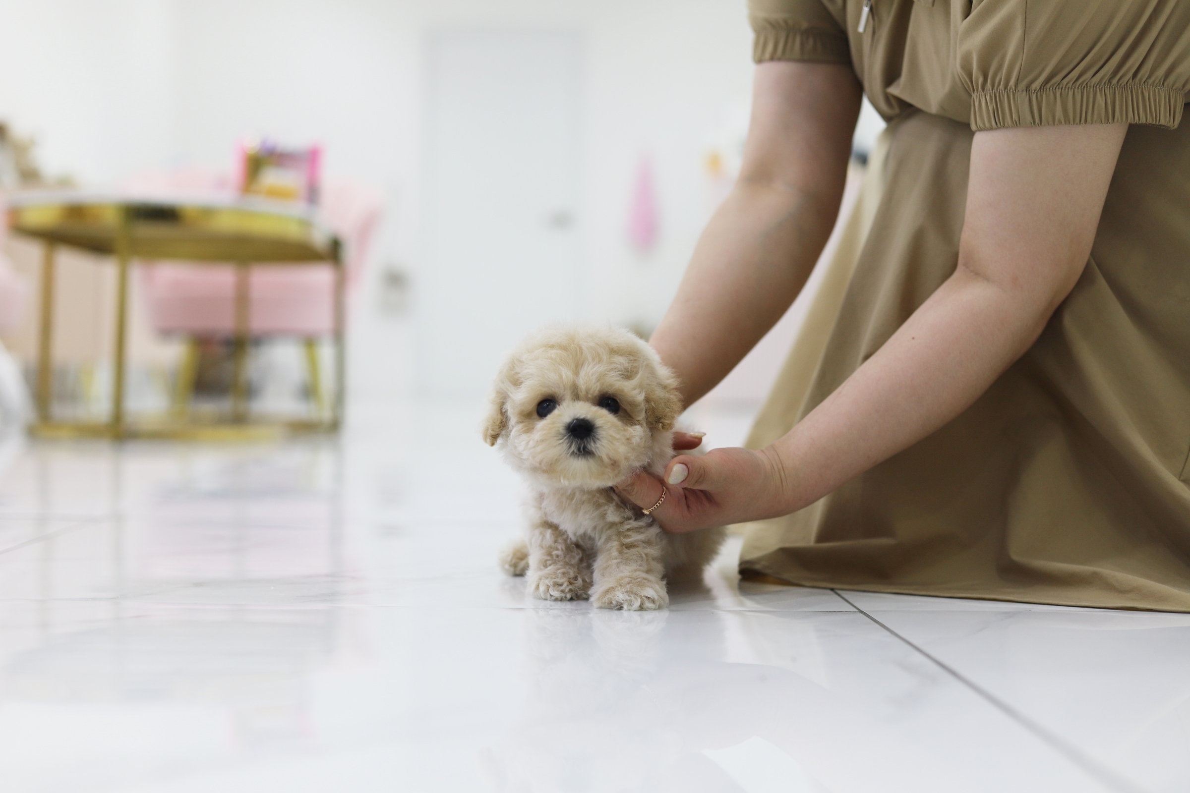 토이푸들분양(10만원부터)