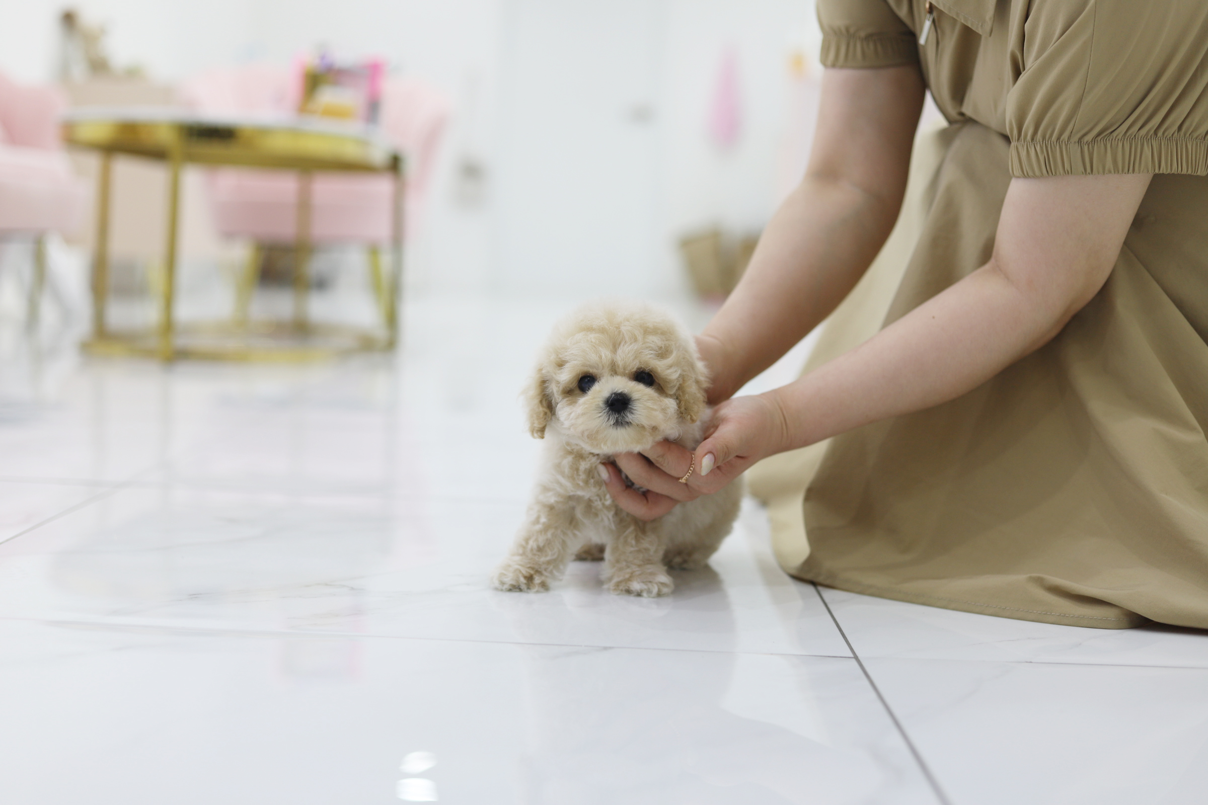 토이푸들분양(10만원부터)